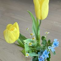 チューリップ,ブルースター,花のある暮らし,植物のある暮らし,季節を楽しむの画像