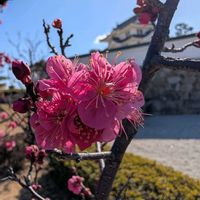 ウメ,サザンカ,パンパスグラス,マツ,お散歩写真の画像