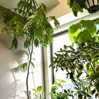 ドラセナ,プルメリア,エバーフレッシュ,フィカス　ウンベラータ,フィカス・アルテシマの画像