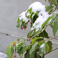 ソヨゴ,蓑虫(みのむし),寒い一日,雪を被って,お出かけ先の画像