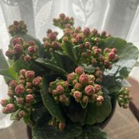 カランコエ,カランコエ クイーンローズ,可愛い〜♡,花のある暮らし,ニューフェイスの画像