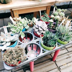 miyuki*･☪:.多肉,ふ〜ん。多肉植物って言うんだって…,多肉寄せ植え,多肉大好き,多肉初心者の画像