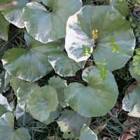 アジサイ,ミツマタ,ギョリュウバイ,斑入りツワブキ,ツワブキの綿毛の画像