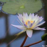 熱帯スイレン,熱帯睡蓮 グリーンスモーク,熱帯睡蓮 グリーンスモーク,温室,神代植物公園の画像