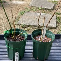 ザクロ,ブルーベリー,ブライトウェル,モラールデエルチェの画像