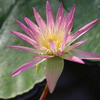 熱帯スイレン,熱帯睡蓮ダーシー・プレスネル,熱帯睡蓮ダーシー・プレスネル,温室,神代植物公園の画像