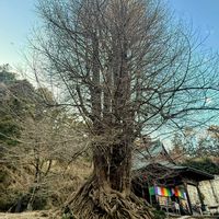 イチョウ,正法寺の画像