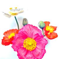 ポピー,ポピー,リビング・ダイニングの画像