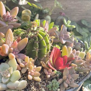 サボテン,多肉植物,多肉寄せ植え,緑のある暮らし,サンルームの画像