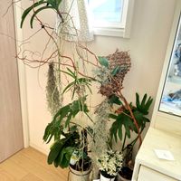 カトレア,バンダ,胡蝶蘭,ウスネオイデス,デンドロ ビュウムの画像