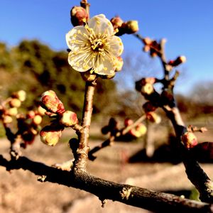 紅梅,白梅,冬至（梅）,梅(八重寒紅・やえかんこう),植栽の画像