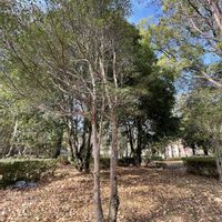 モッコク,モッコク,モッコク,季節を楽しむ,われら樹木探検隊の画像