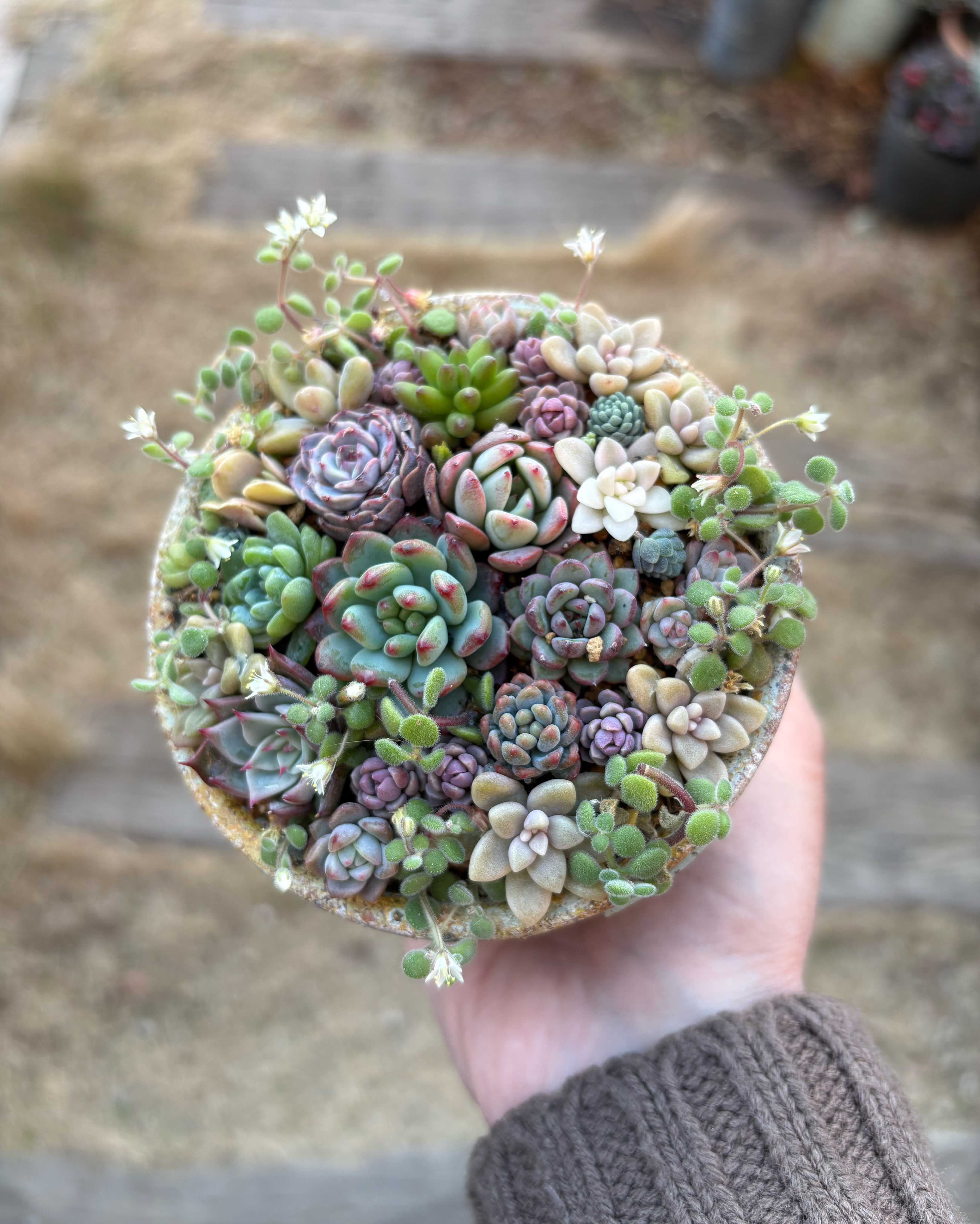 ちまちま寄せの投稿画像一覧｜🍀GreenSnap（グリーンスナップ）