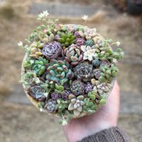 多肉植物,多肉植物寄せ植え,植物のある暮らし,ちまちま寄せの画像