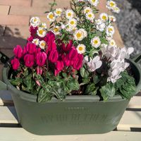 ノコンギク,ガーデンシクラメン,花かんざし,ノコンギクの綿毛,寄せ植えの画像