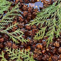 アスプレニウム,アスプレニウム,シキミの実,ツバキ 白侘助,椿 つばきの画像