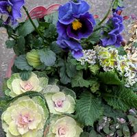 リシマキア,葉牡丹,ジュリアン,バラ咲きジュリアン プレミアムラブ,神戸べっぴんさん　水織音の画像