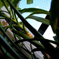 サンスベリア,ユッカ,サンセベリア,観葉植物,寄植えの画像