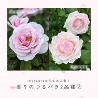 バラ,ピンクのバラ,ツルバラ,バラ　クンツァイト,クンツァイトの画像