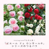 バラ,バラ,ピンクのバラ,ツルバラ,つるバラの画像