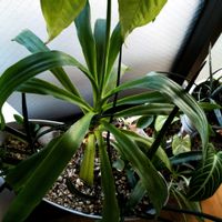 サンスベリア,ユッカ,サンセベリア,観葉植物,寄植えの画像