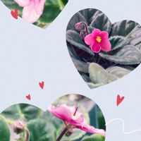 セントポーリア,多肉植物,観葉植物好き,金曜日の蕾たち,コラージュ仲間達の画像