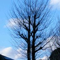 リキュウバイ,イチョウ,ソシンロウバイ,利休梅,ソシンロウバイ(素心蝋梅)の画像