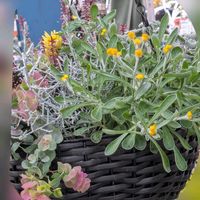 イチゴ,イベリス,クリスマスローズ,マーガレット,パンジーの画像