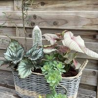 サボテン,シンゴニウム,ソフォラ　リトルベイビー,レックスベゴニア,寄せ植えの画像