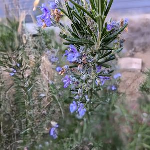 ローズマリー,ハーブ,ハーブのある暮らし,茨城県,平和を願うの画像