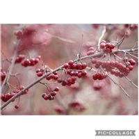 アロニア,ボビー,元気をありがとう٩( ᐛ )و,さぁ出来た　焼くぞ,拗ねたのかボビーの画像