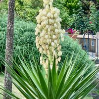 ユッカ,iPhone撮影,港の見える丘公園,ガーデンベア,チーム花が好き♡の画像