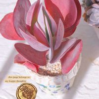 デザートローズ,唐印,多肉植物,可愛い,癒しの画像