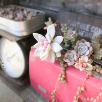 多肉植物,多肉大好き,ガーデニング,多肉ちゃん,可愛いの画像