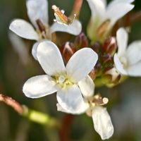 ヒメジョオン,ミチタネツケバナ,山野草,散歩中,お出かけ先の画像