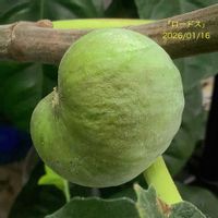 イチジク,いちじく,室内栽培,鉢栽培,2年生の画像
