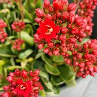 蔓万年草,山茶花の垣根,火祭り紅葉,☆カランコエ,エケベリア火祭りの画像