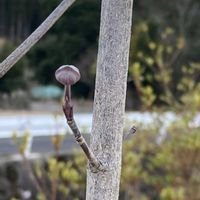 ハナミズキ,花のある暮らし,花も多肉も好き,バラと夢CLUB,金曜日の蕾たちの画像