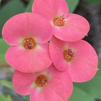 ハナキリン,お花は癒し,花が好き❤,栃木花センター,☆携帯撮影☆の画像