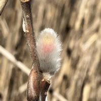 ネコヤナギ,ヒメグルミの葉痕,山野草,多摩川,春の兆しの画像