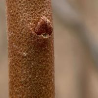 ダイオウグミ,ビックリグミ,５月♡,5月１７日,お出かけの画像