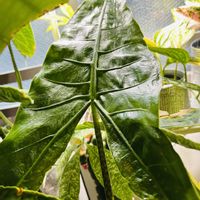 アロカシア,アロカシア・ゼブリナ,恐竜,森林浴,熱帯植物の画像