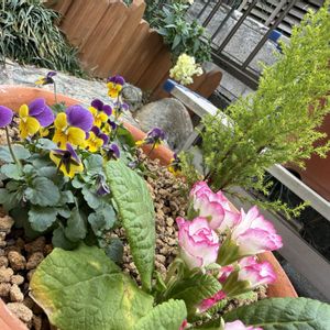 ビオラ,ジュリアン,ゴールドクレスト ウィルマ,寄せ植え,ガーデニングの画像