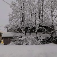 南天,山椒,ドイツトウヒ,ドイツトウヒ,ゆりの木の画像