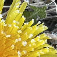 タンポポ,お花は癒し,花が好き❤,☆携帯撮影☆の画像