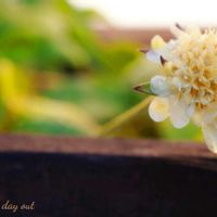 スカビオサ,パリダム,千鳥草,多肉大好き,白い花の画像