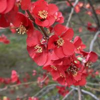 イチゴノキ,ボケ,ロータスブリムストーン,マサキ,マサキの画像