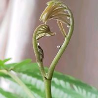 エバーフレッシュ,観葉植物,新芽,キュンキュン乙女倶楽部,われら17年組の画像