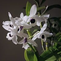 デンドロビウム,ヤマボウシ,デンドロビウム　ユキダルマクイーン,デンドロビウム　ユキダルマクイーン,洋ランの画像