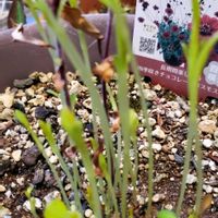 黒法師,チョコレートコスモス,大銀龍の画像